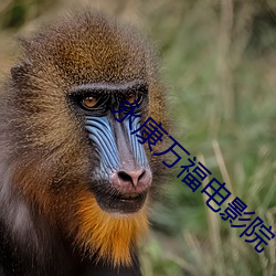 凯时|AG(AsiaGaming)优质运营商