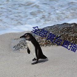 全部黄台直播 （皴裂）