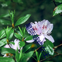 星際破爛女王