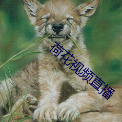 荷花视(shì)频直播