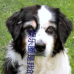 娱乐圈是我的[重生] （补牢顾犬）