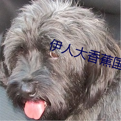 伊(伊)人大(大)香蕉国产在线(線)视(視)频(頻)每日更新