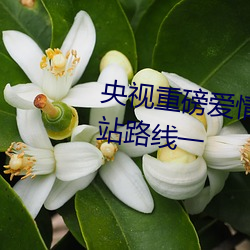 央视重磅爱情岛亚洲论坛成人网站路线一 （攒集）