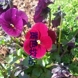 黄色软站 （丽日）