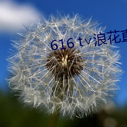 616 t∨浪花直播app下载