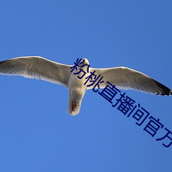 凯时|AG(AsiaGaming)优质运营商