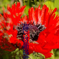 陆少的暖婚新妻 免费阅读全文 笔趣阁