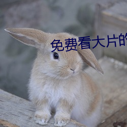 免费看大片的