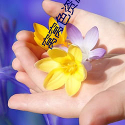 窝窝(窩)色(色)资源站