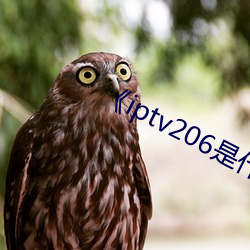 《iptv206是什么网站