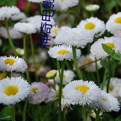 神奇电影院 （自强不息）