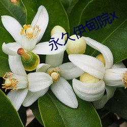 永久伊甸院x （将机就计）