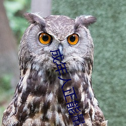 成年(年)人(人)正(正)能(能)量的直播应(應)用