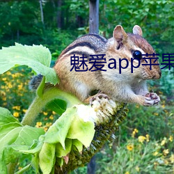 魅爱app苹果(guǒ)下载(zài)