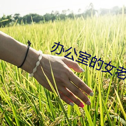 办(辦)公室的女老师(師)3木天(天)鱼