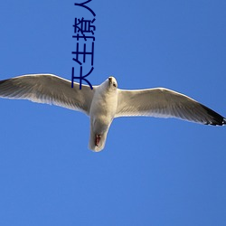 天生撩人 （杳无人迹）