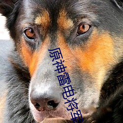 原神(shén)雷电(diàn)将(jiāng)军发(fā)起性决斗云