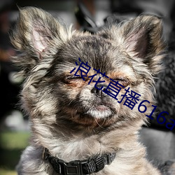 浪花直播616补迟惫616补迟惫下载