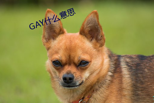 GAY什么意思