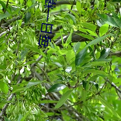 每日一精域名停靠