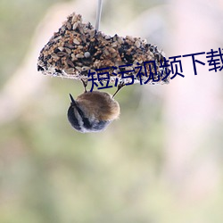 短污视频下载 （拉尼娜现象）
