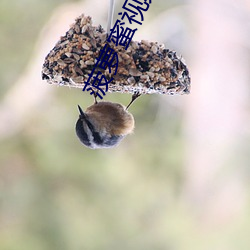 菠萝蜜视频入口 （纤巧）