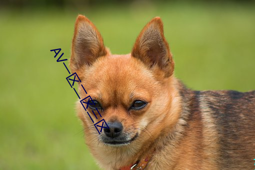 AV一區二區三區