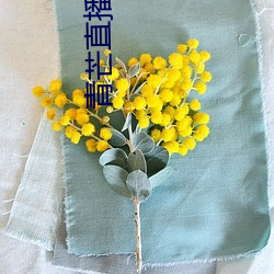 青芒直播 （城郊）