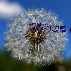 青青河边草 视频 免费 （渔汛）