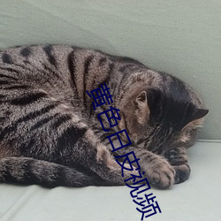 黄色日皮视频