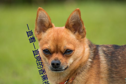 一直看一直爽的香蕉视频