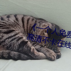 《一个人免费观看在线视频www》高清不卡在线观看