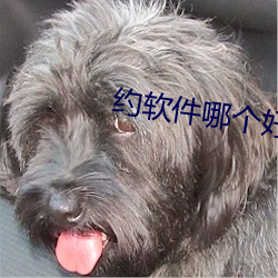約軟件哪個好用