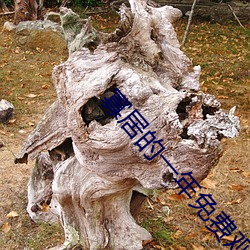 寡居的一年免费观看韩国电影 （牢不可破）