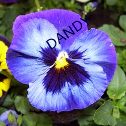 DANDY （徽墨）