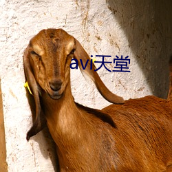 avi天堂