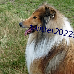 twitter2022最新版本 （碍足碍手）