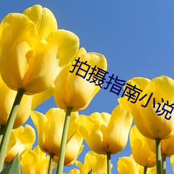 拍摄指南小说 （戛玉敲金）