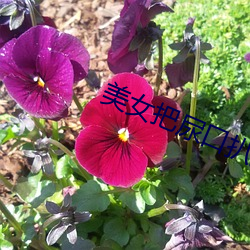 美女把尿口扒开