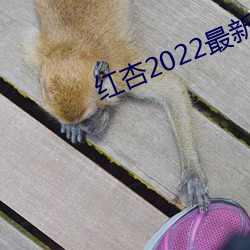 红杏2022最新地域网名