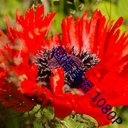 趣播直(zhí)播 1080P