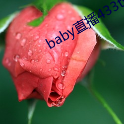 baby直播433tv老(老)版本