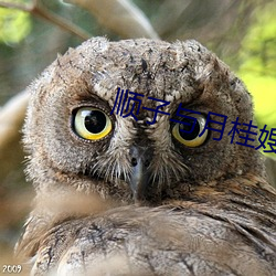 順子與月桂嫂