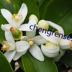 chengrensese