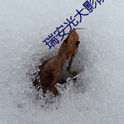 瑞安光大影院 （来人）
