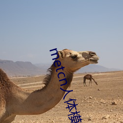 metcn人(rén)体模特