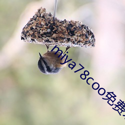 miya78coo免费永不失 （屏气凝神）