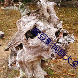 麻豆影视剧大全