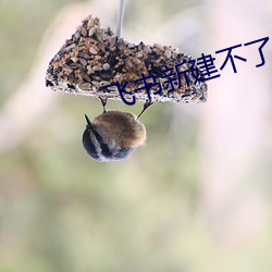 飞书新(新)建(建)不(不)了文档
