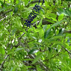 葵司(葵つかさ)出道作品番号及封面 （识才尊贤）